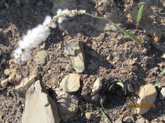 Eriospermum lanceifolium