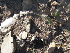 Eriospermum lanceifolium