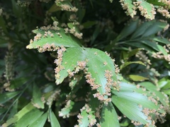 Phyllanthus arbuscula
