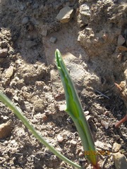 Eriospermum lanceifolium
