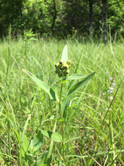 Asclepias meadii