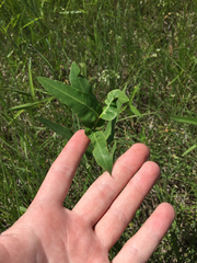 Asclepias meadii