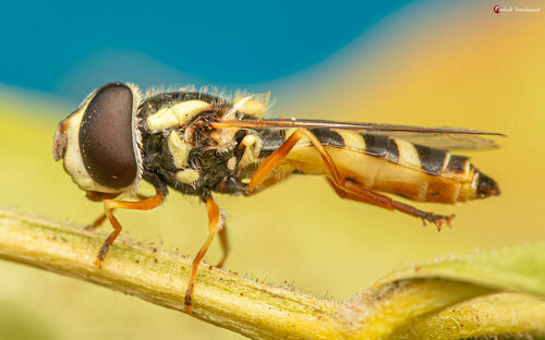 Epauletted Hover Fly photo 2