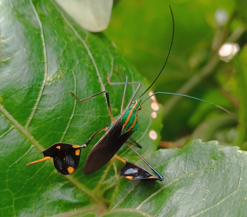 Diactor bilineatus from Vargem do Bom Jesus, Florianópolis - SC, Brasil ...