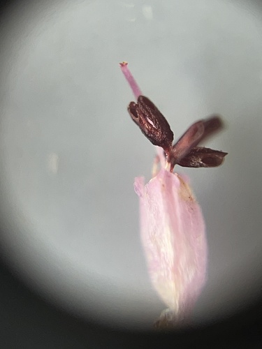 Image of Smooth Heath (Erica glabella) by (c) Charleen Brunke, some rights reserved (CC BY)
