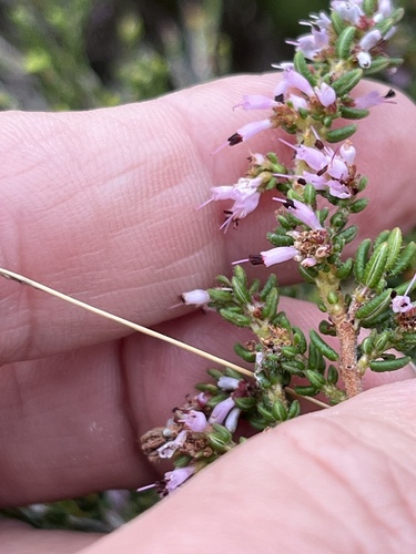 Image of Smooth Heath (Erica glabella) by (c) Charleen Brunke, some rights reserved (CC BY)