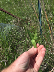Asclepias meadii