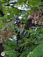 Styphnolobium affine