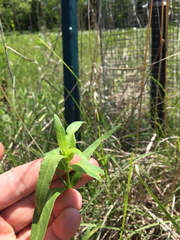 Asclepias meadii