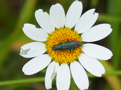 Haplomalachius flabellatus