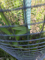 Asclepias meadii