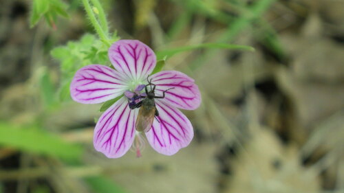 Image of Geranium albanum by no rights reserved