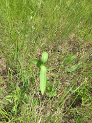 Asclepias meadii