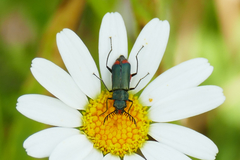 Haplomalachius flabellatus