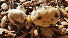 Leucoagaricus amanitoides