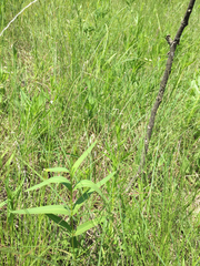 Asclepias meadii