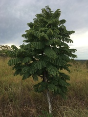 Stryphnodendron adstringens
