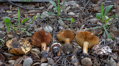Cortinarius intricatus