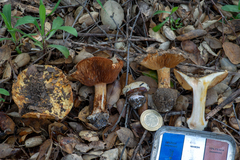 Cortinarius intricatus