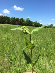 Asclepias meadii