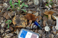 Cortinarius intricatus