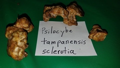 Psilocybe tampanensis