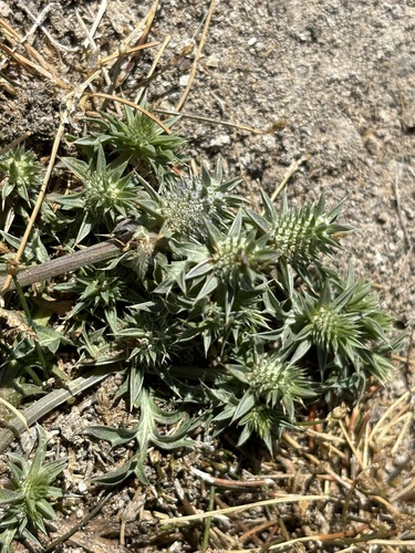 Image of Eryngium nasturtiifolium by (c) Sula Vanderplank, some rights reserved (CC BY)