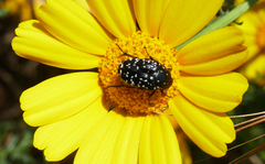 Oxythyrea