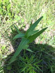 Asclepias meadii