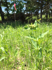 Asclepias meadii