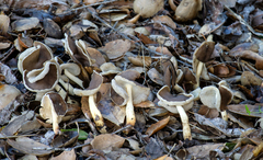 Helvella compressa