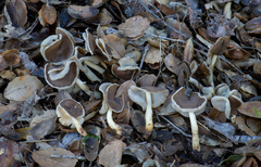 Helvella compressa