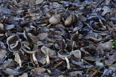 Helvella compressa