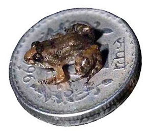Miniature Night Frog