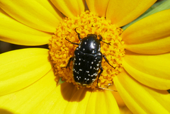 Oxythyrea