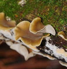 Pleurotus purpureo-olivaceus