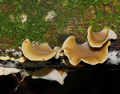 Pleurotus purpureo-olivaceus