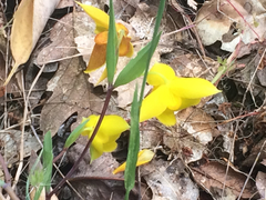 Calochortus amabilis