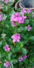 Catharanthus roseus