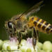Indian Honey Bee - Photo (c) Rajesh Sanap, some rights reserved (CC BY-NC), uploaded by Rajesh Sanap