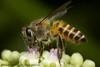 Indian Honey Bee - Photo (c) Rajesh Sanap, some rights reserved (CC BY-NC), uploaded by Rajesh Sanap