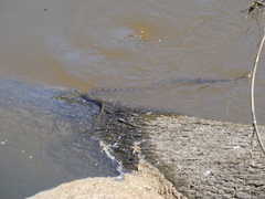Nerodia sipedon