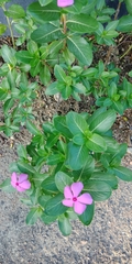Catharanthus roseus