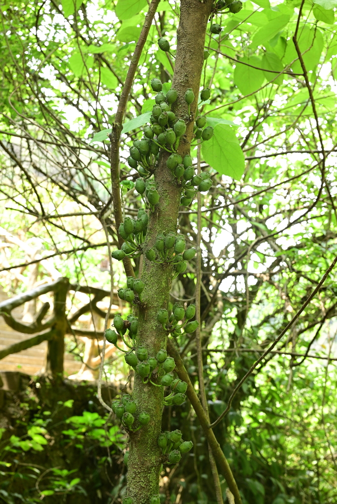 Ficus tsiangii (Ficus tsiangii)