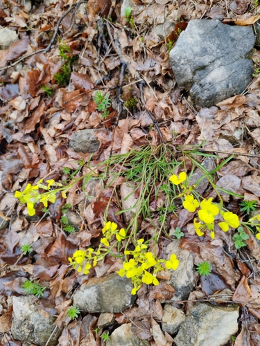 Erysimum sylvestre, photograph 6