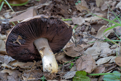 Agaricus albolutescens