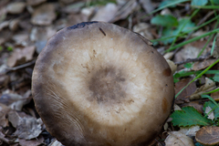 Agaricus albolutescens