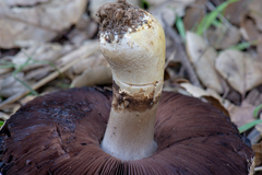 Agaricus albolutescens