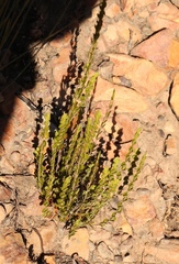 Cliffortia pulchella