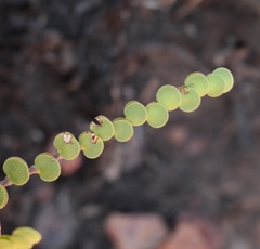 Cliffortia pulchella